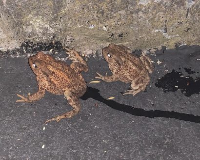 Bufo Bufo Jörg Kühne Bufo Bufo Jörg Kühne